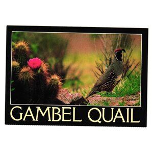 Vintage Gambel Quail Postcard Desert Scene Bird Aviary Zoo Wildlife Southwest